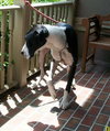 Kati the Great Dane