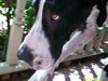 Kati the Great Dane
