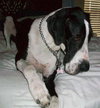 Kati the Great Dane