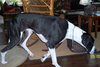 Kati the Great Dane