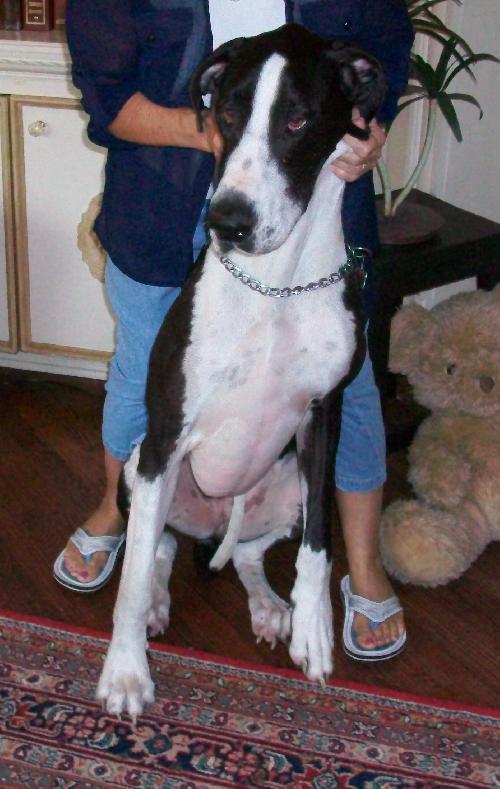 Kati the Great Dane
