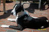 Kati the Great Dane