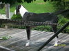 Kati the Great Dane