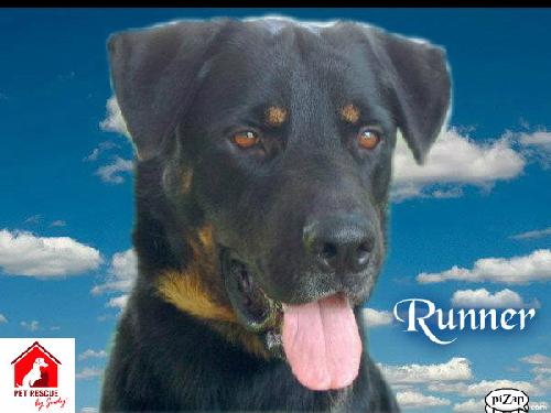Runner the Car Ride-Lovin' Rottie