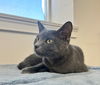 Gina