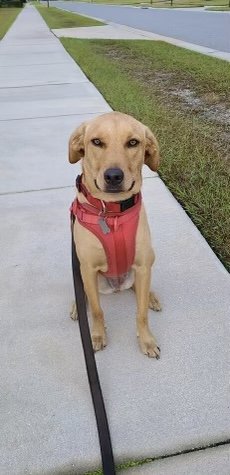 adoptable Dog in Sanford, FL named Sandee *FH