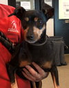 Chica BONDED WITH BABY MAYA