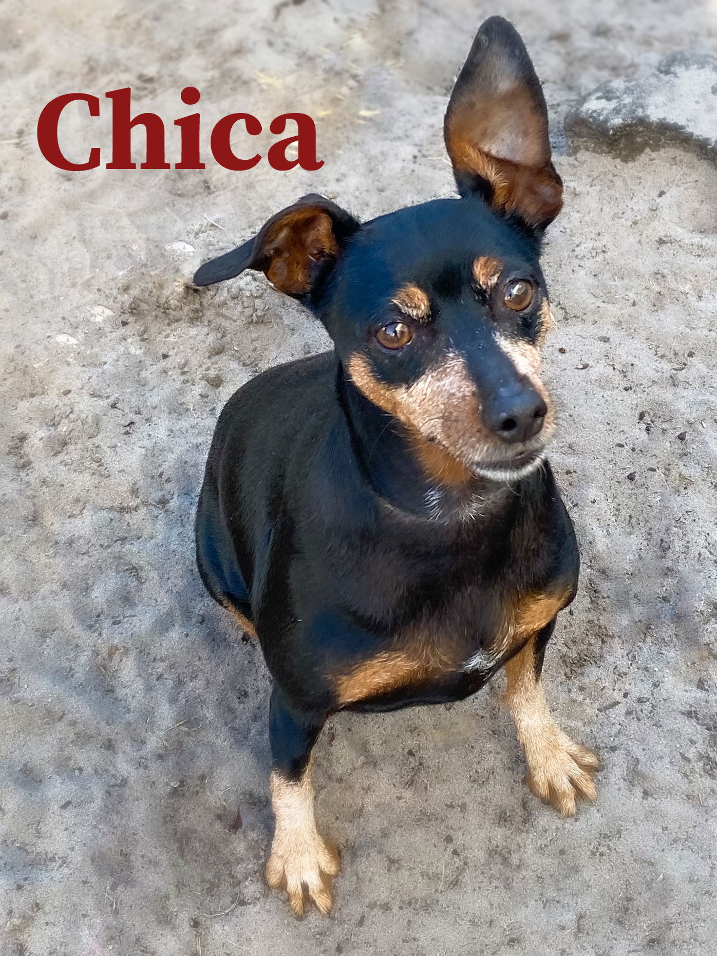 Dover mini hot sale pinscher