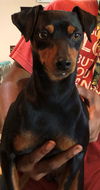 Maya *BONDED WITH MOM CHICA*