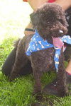 Rocky the Mini Poodle