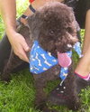 Rocky the Mini Poodle