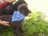 Rocky the Mini Poodle