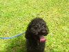 Rocky the Mini Poodle