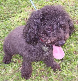 Rocky the Mini Poodle