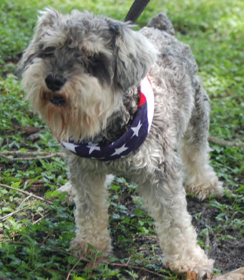 Paddington the Schnauzer