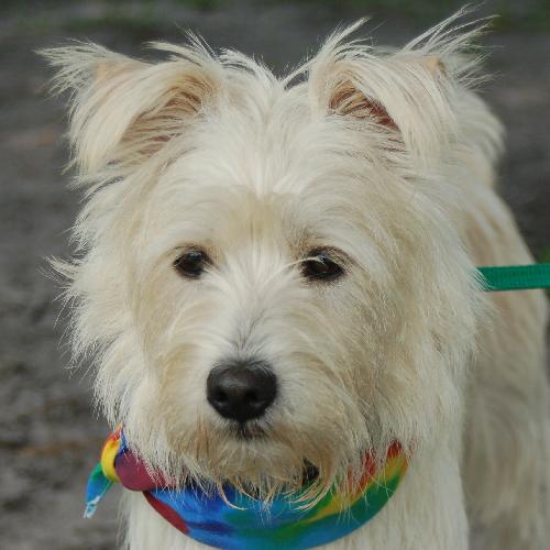 Jalapeno the Westie