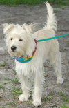 Jalapeno the Westie