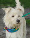 Jalapeno the Westie