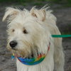 Jalapeno the Westie