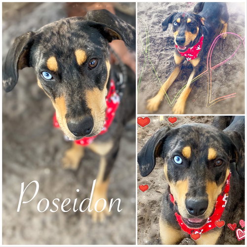 Posideon