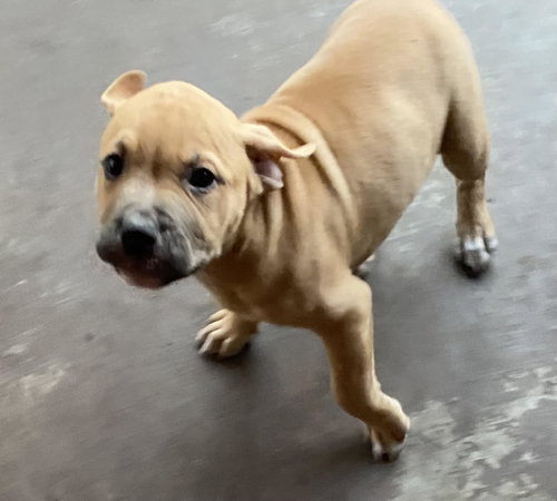 Axel