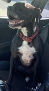 Rosie