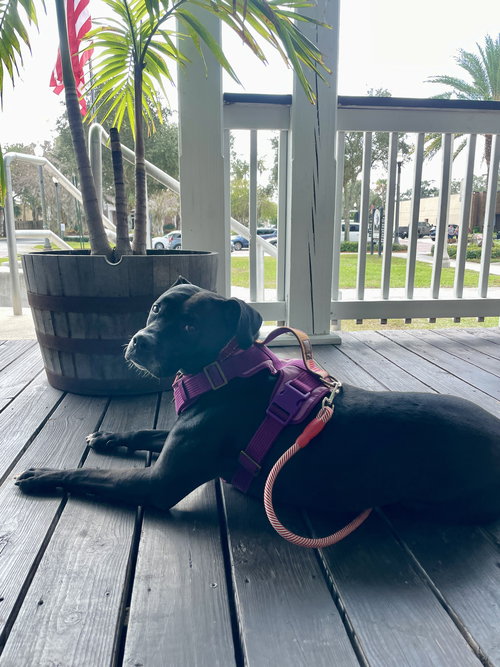 ROSIE - Black Labrador Retriever / Boxer available for adoption