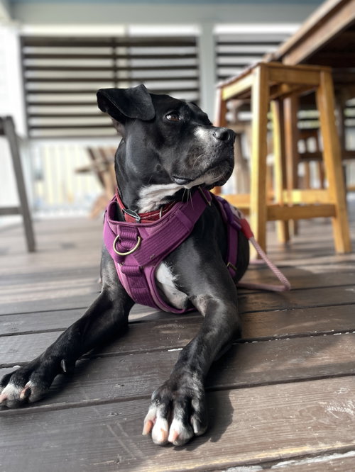 Rosie, photo 17