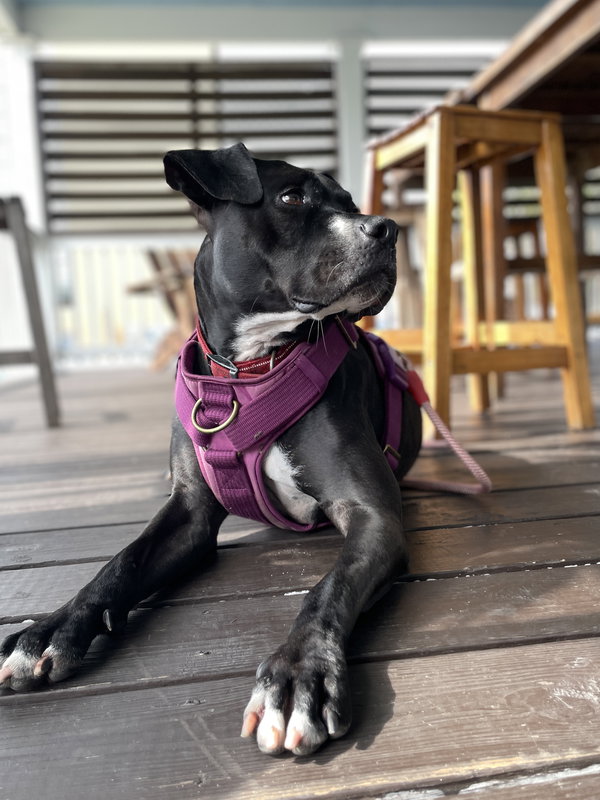 Rosie