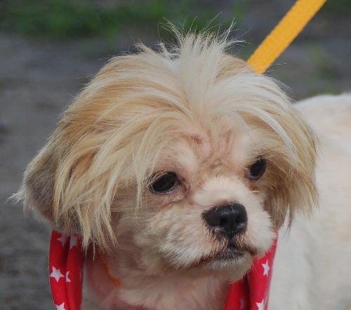Ajax the Shih Tzu