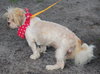 Ajax the Shih Tzu