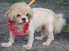 Ajax the Shih Tzu