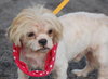 Ajax the Shih Tzu