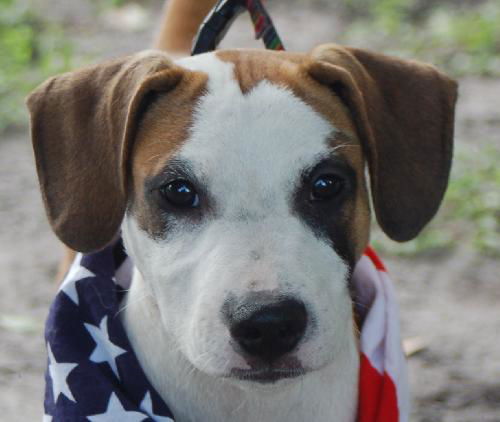 Zorro the Beagle