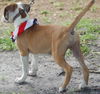 Zorro the Beagle