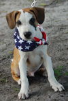 Zorro the Beagle