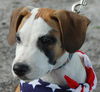 Zorro the Beagle
