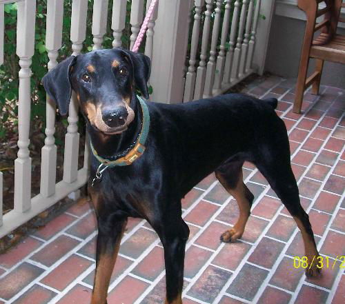 Walter the Dobie