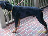 Walter the Dobie