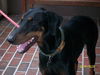 Walter the Dobie