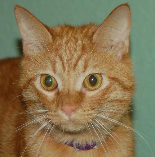 Scout the Sweet Orange Tabby ~Declawed