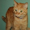 Scout the Sweet Orange Tabby ~Declawed