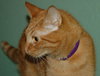 Scout the Sweet Orange Tabby ~Declawed