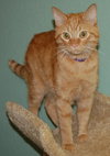 Scout the Sweet Orange Tabby ~Declawed