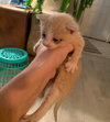 Simba