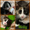 Molly