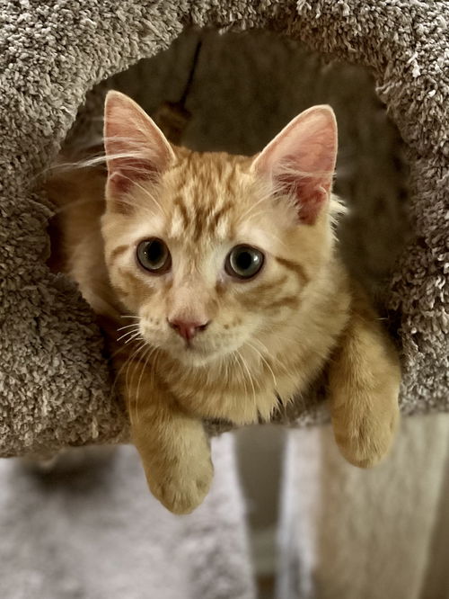 Finnegan