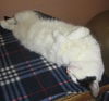 Vincent the Yoga Cat