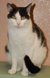 Vincent the Yoga Cat