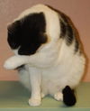 Vincent the Yoga Cat